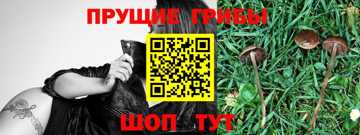 Новоалтайск  Галлюциногенные грибы GOLDEN TEACHER  Псилоцибиновые грибы ЛСД  Вход с VPN 